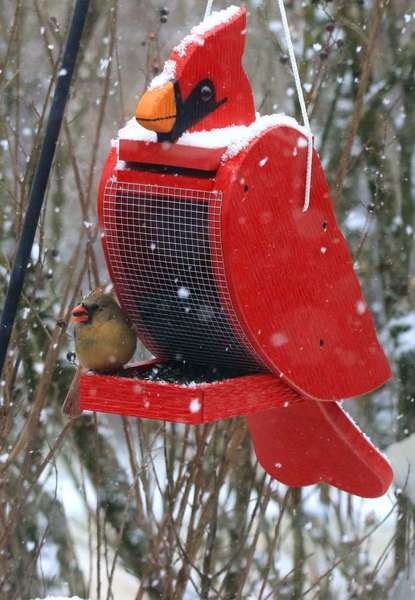 Red cardinal-shaped bird feeder in the snow.