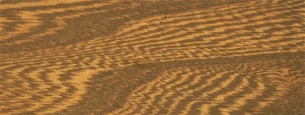 OCS Sample - Elm - 120 Husk